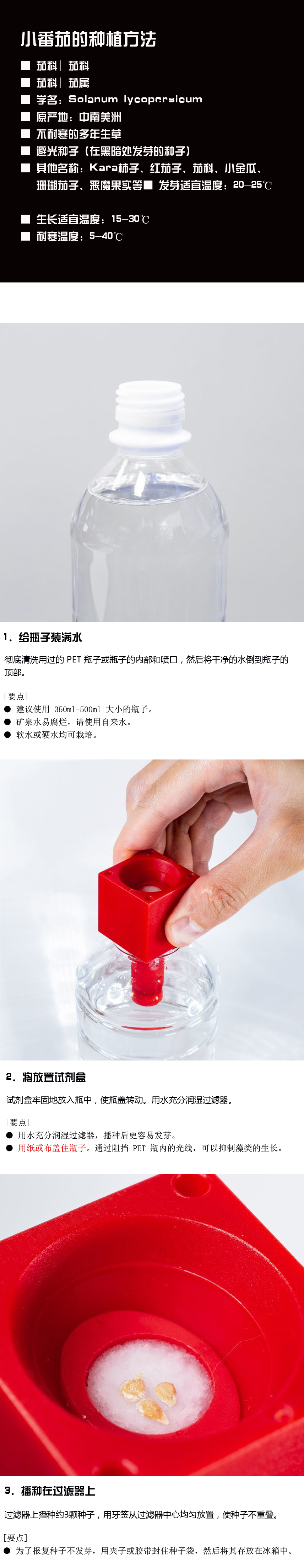 红番茄幼苗种植阶段