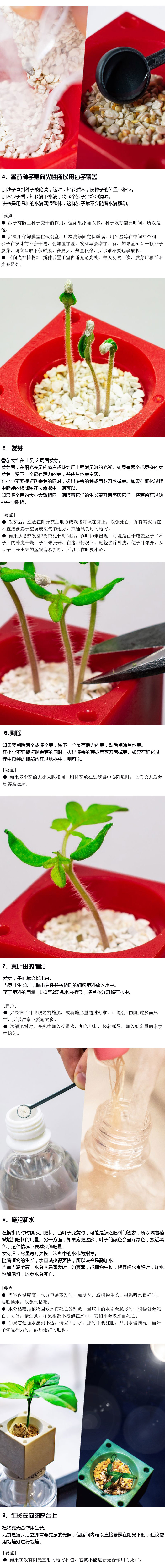 红番茄生长过程展示