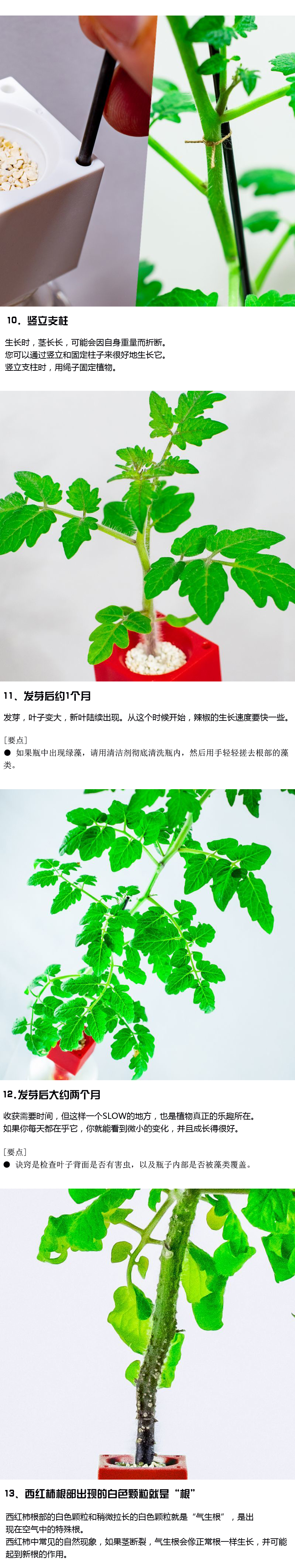 红番茄成熟果实特写