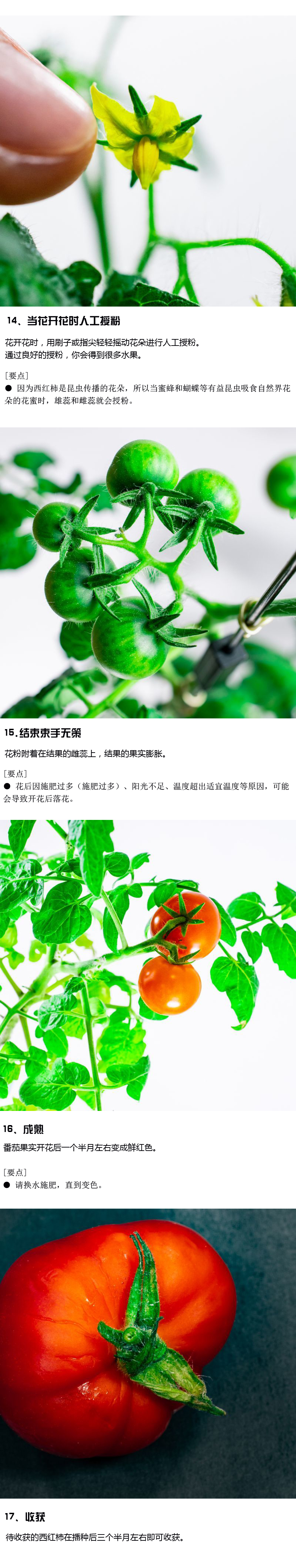 红番茄收获与保存方法