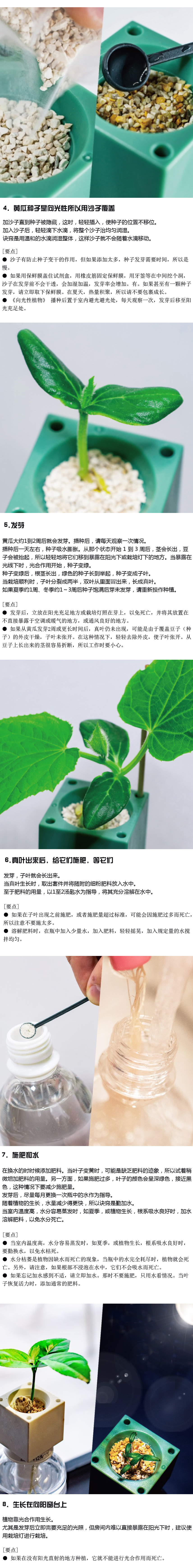 黄瓜播种和育苗