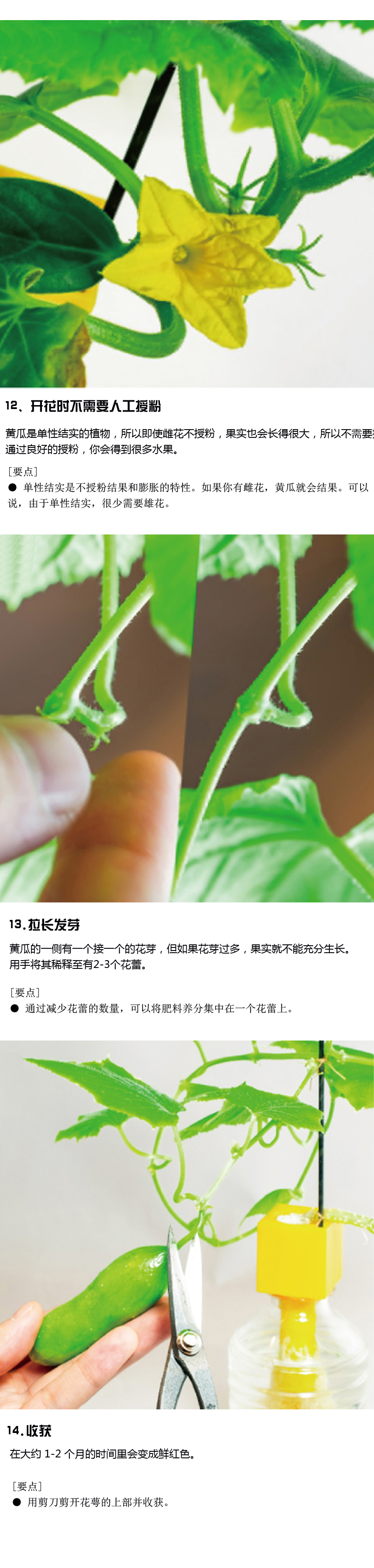 黄瓜采收和储存