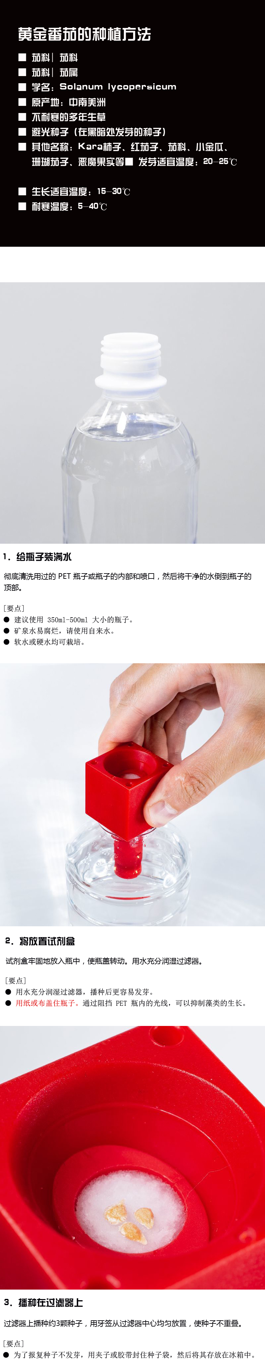 黄金番茄幼苗种植阶段