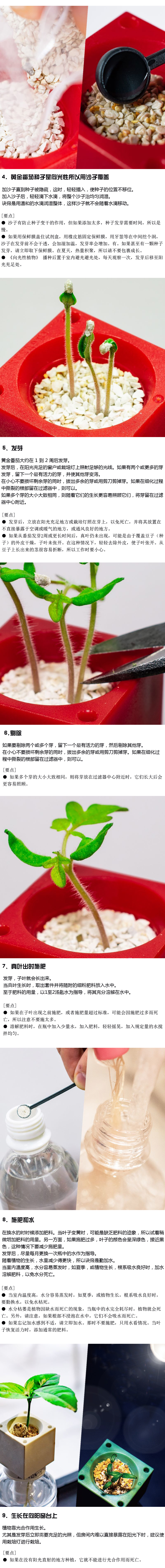 黄金番茄生长过程展示