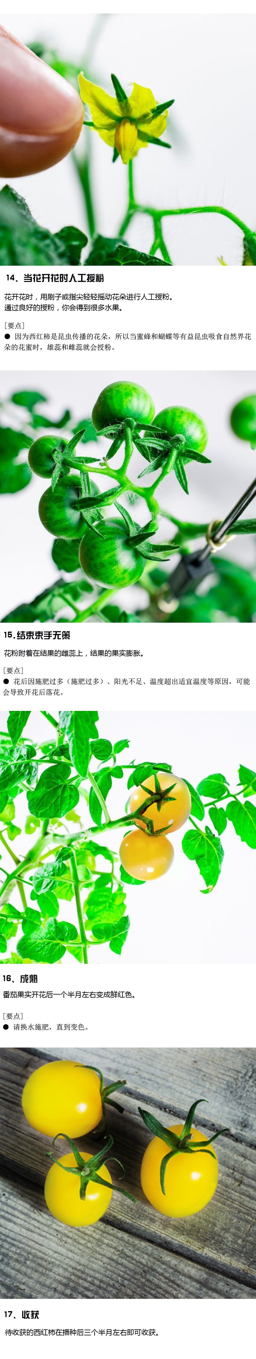 黄金番茄收获与保存方法