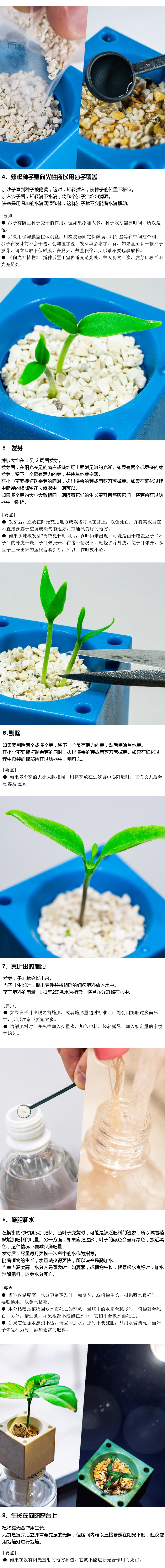 甜椒播种和育苗